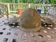 Original WW2 Steel M-3 Flak Helmet US Army Air Force USAAF AAF good condition