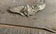 U. S. Army/Air Force Flight Engineer Badge Wings WWII